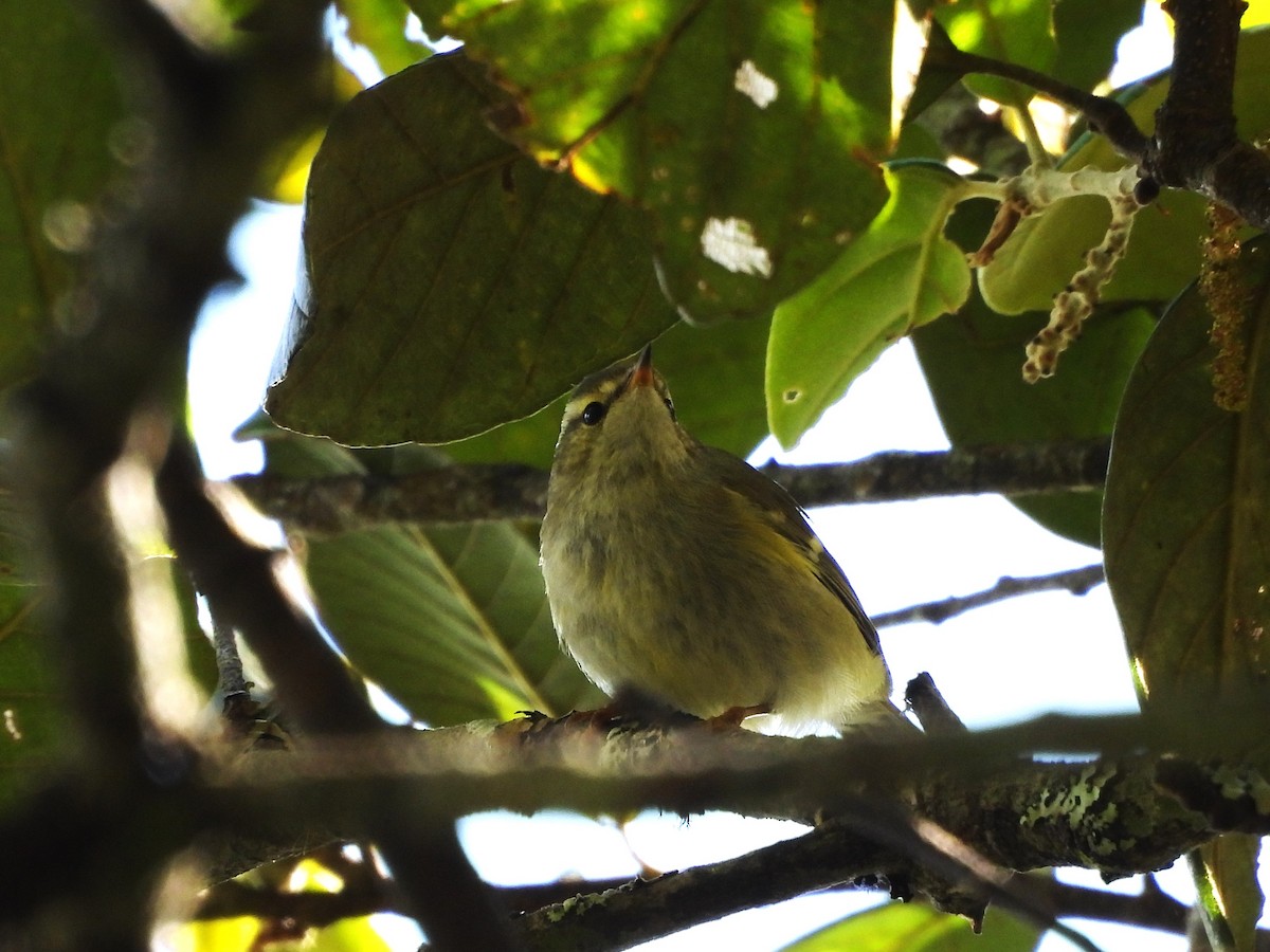 Hume's Warbler - ML638352765