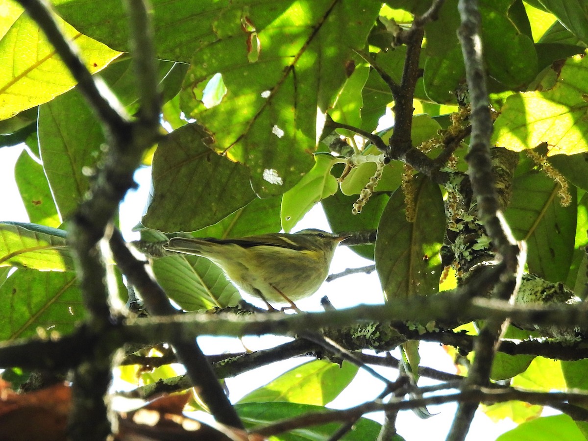Hume's Warbler - ML638352766