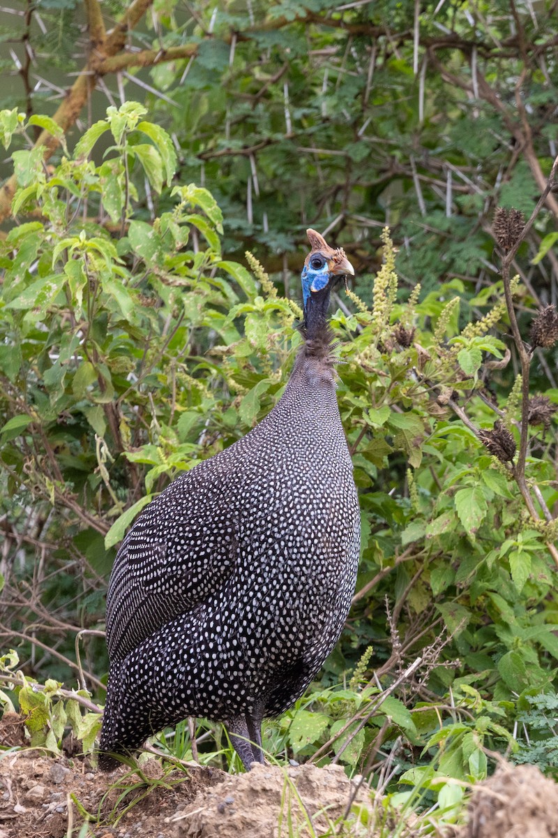 Helmeted Guineafowl - ML638352780