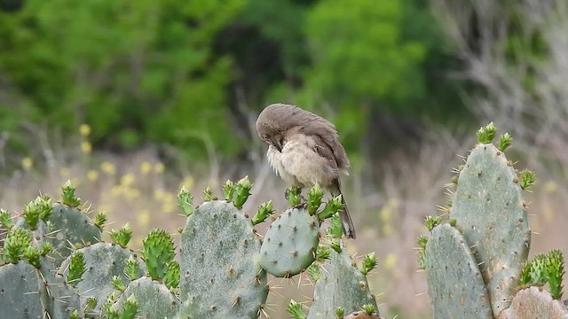Curve-billed Thrasher - ML638352792