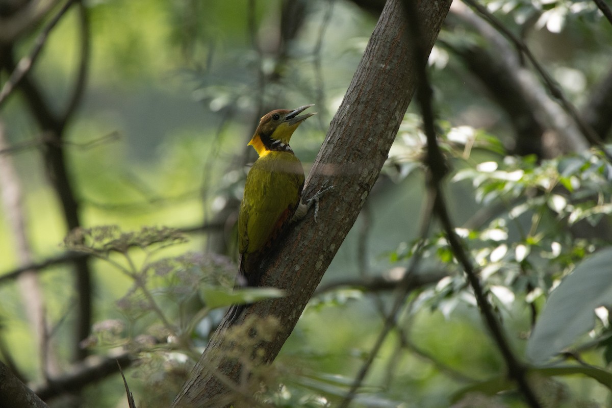 Greater Yellownape - ML638352819