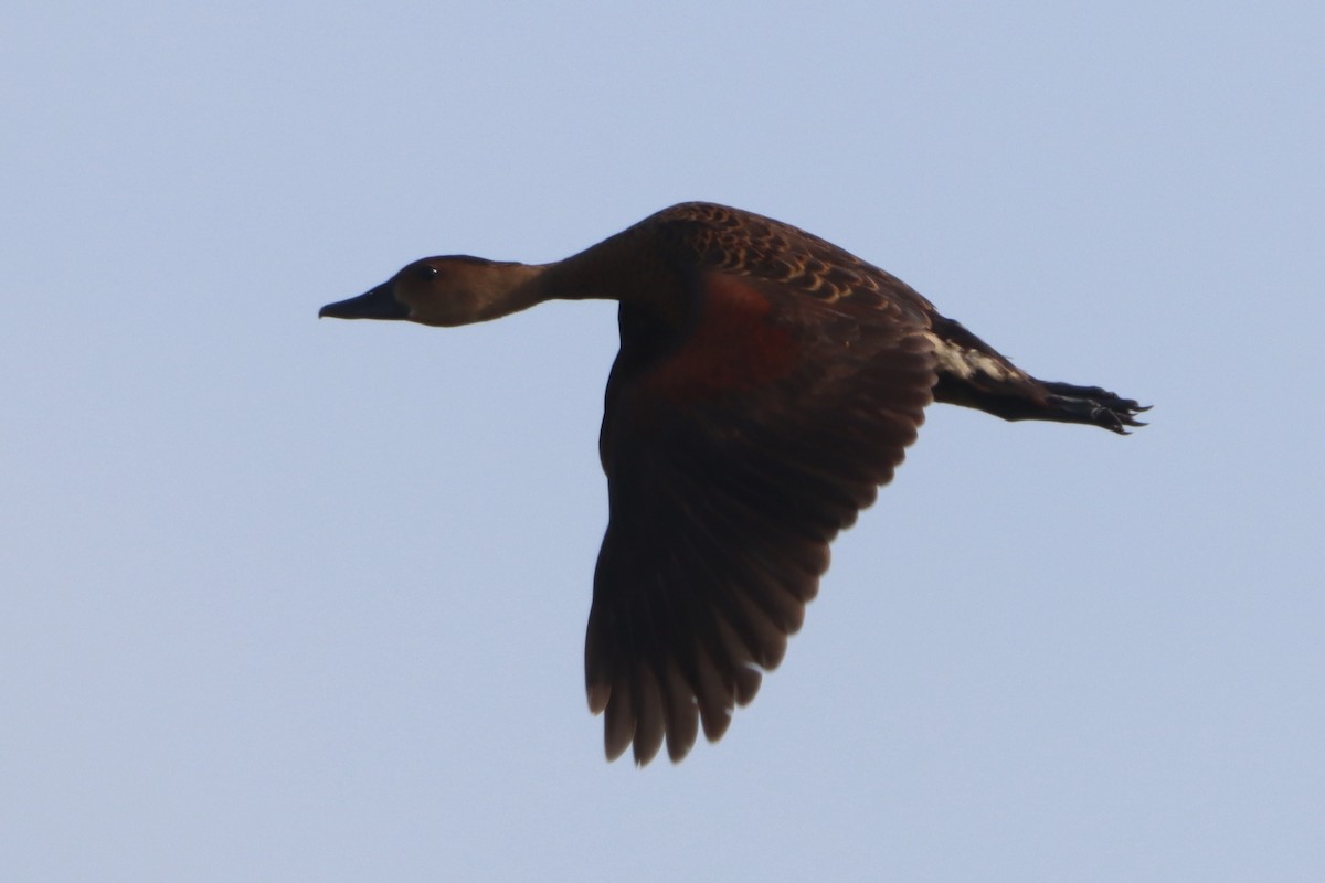 Wandering Whistling-Duck - ML638352826