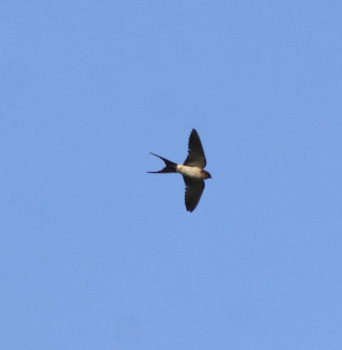 Hirondelle striolée - ML638352834