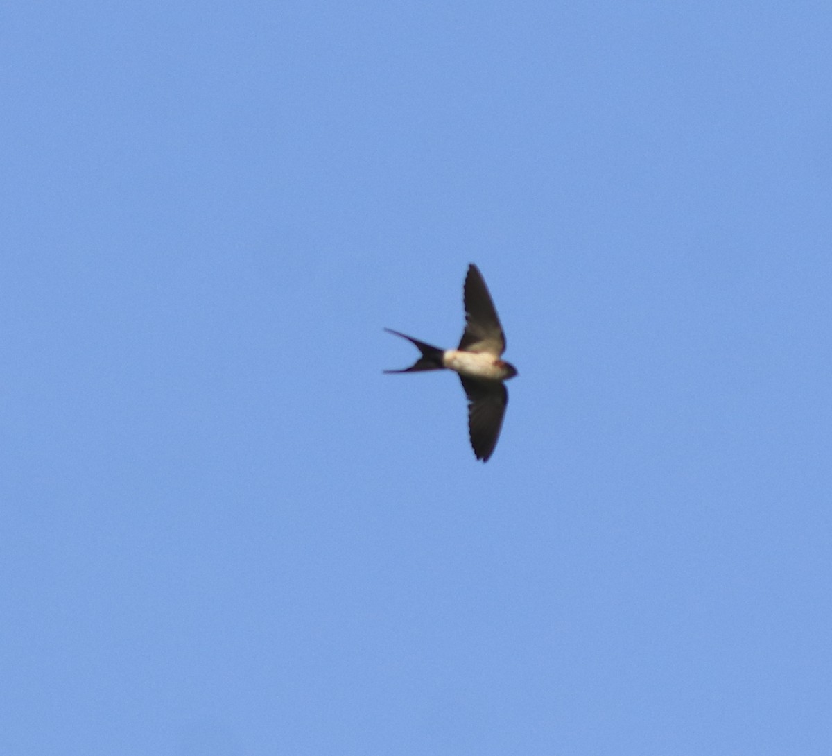 Hirondelle striolée - ML638352836