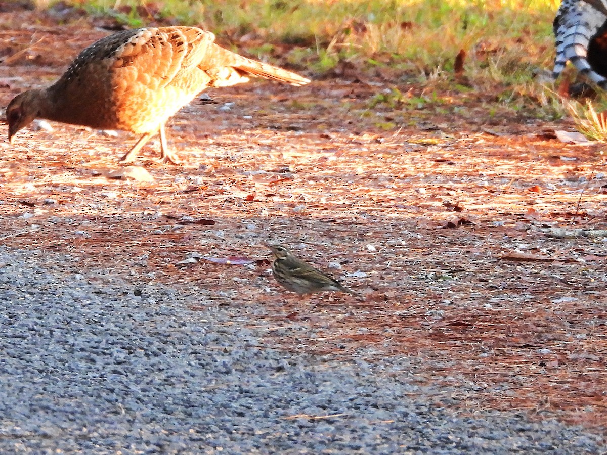 Pipit à dos olive - ML638352845