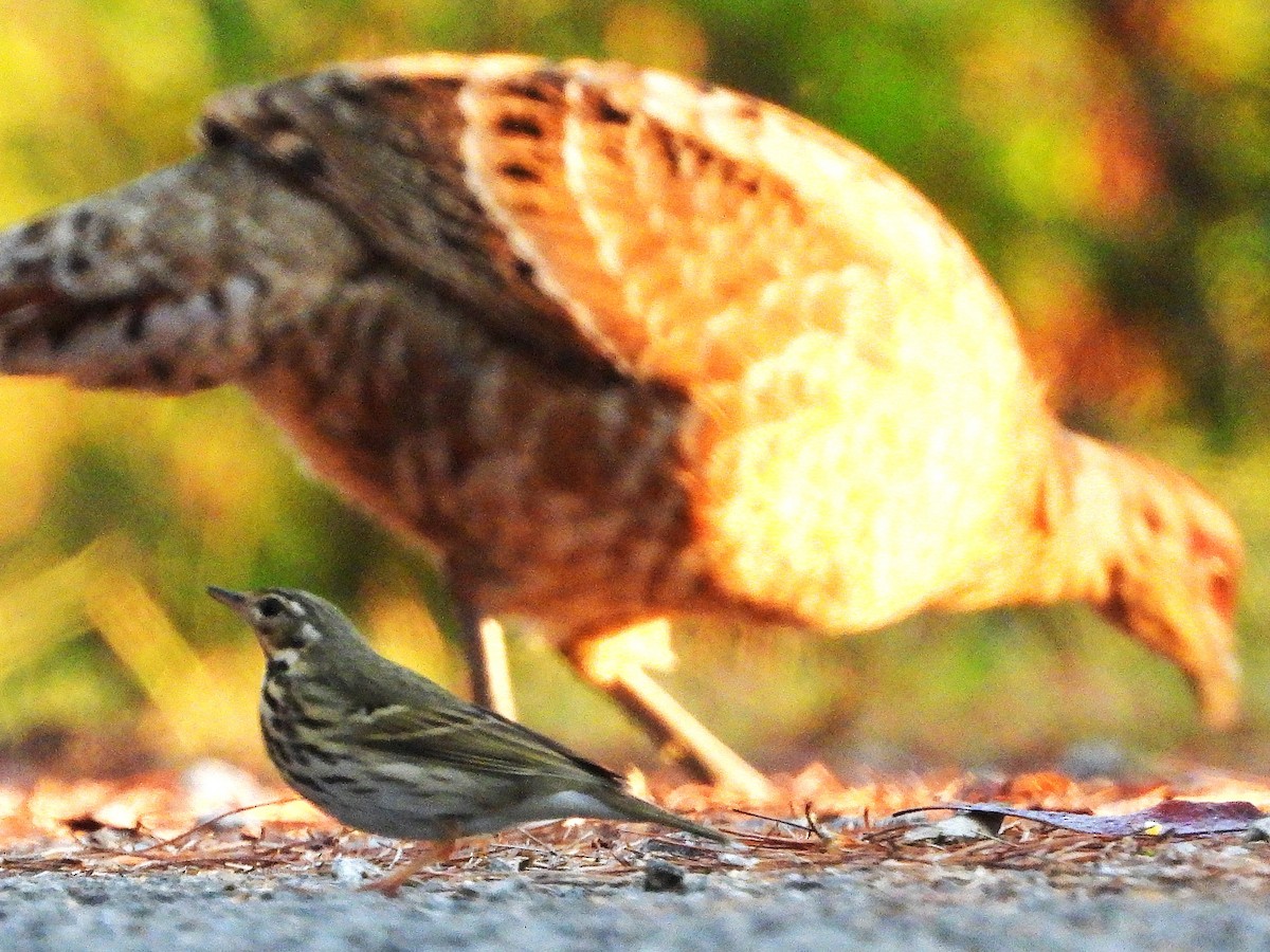 Pipit à dos olive - ML638352846