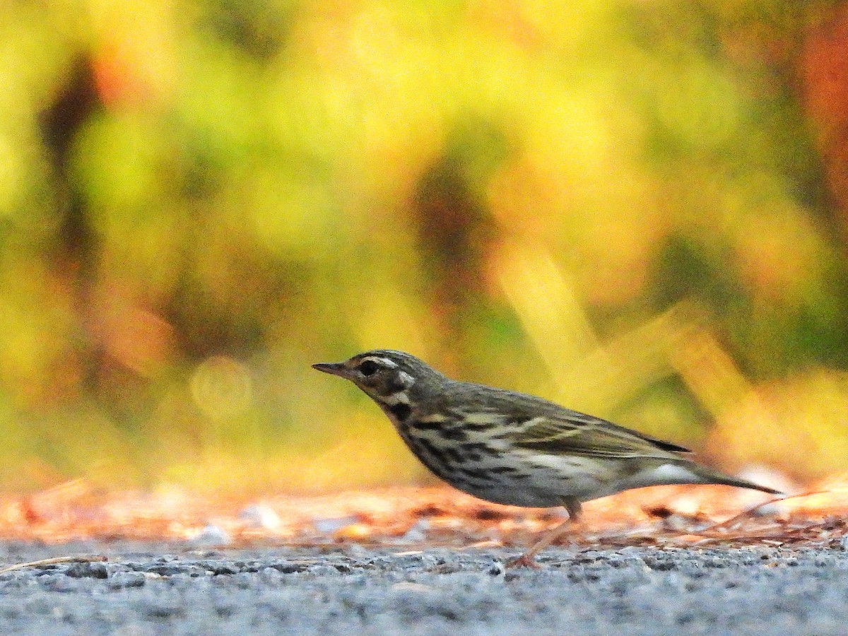 Pipit à dos olive - ML638352847