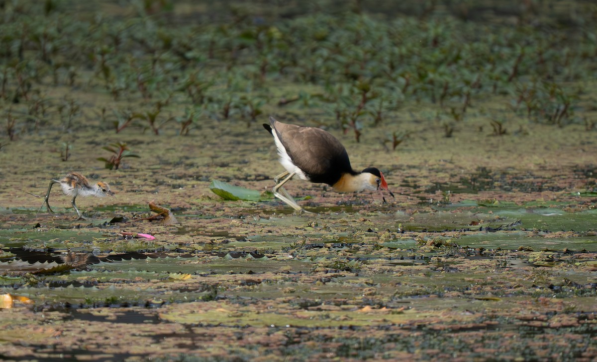Jacana à crête - ML638352852