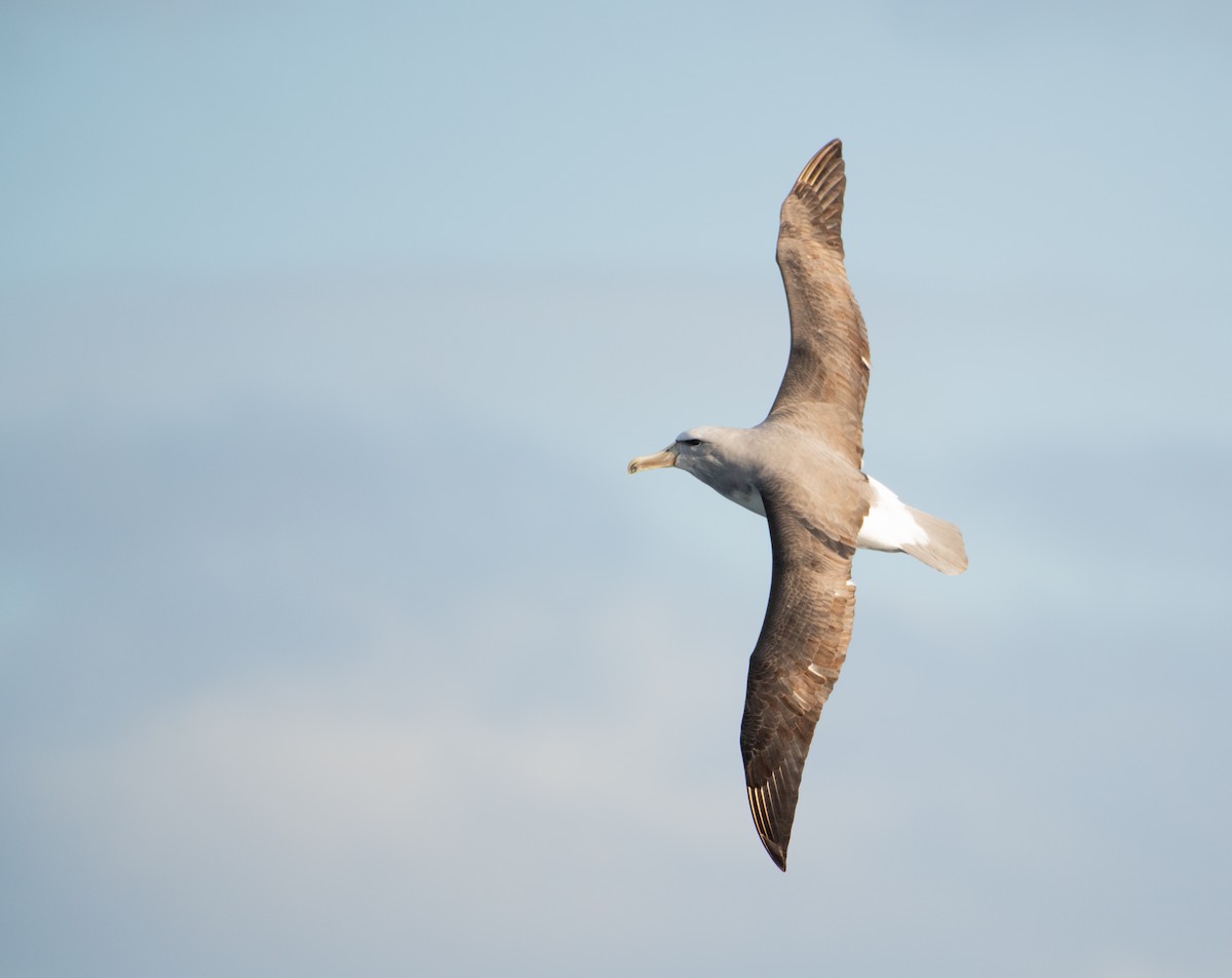 Albatros de Salvin - ML638352855