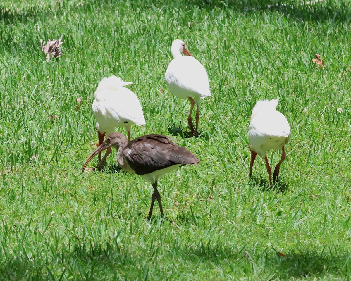 Ibis blanc - ML638352856