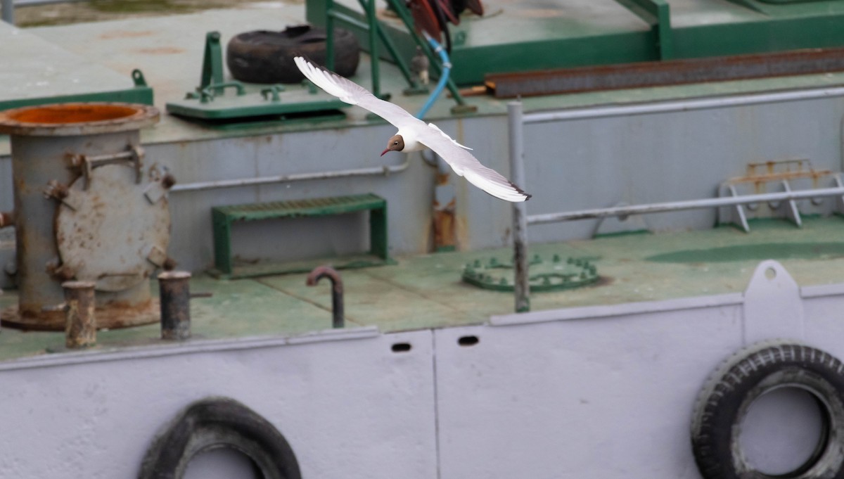 Mouette rieuse - ML638352877