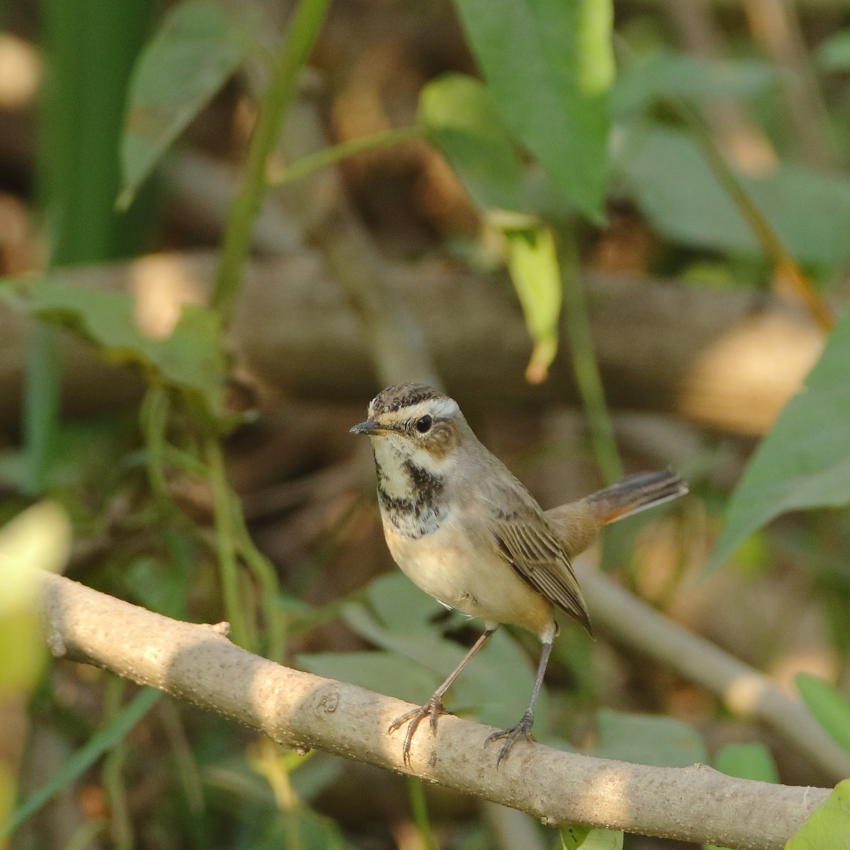 Bluethroat - ML638352878