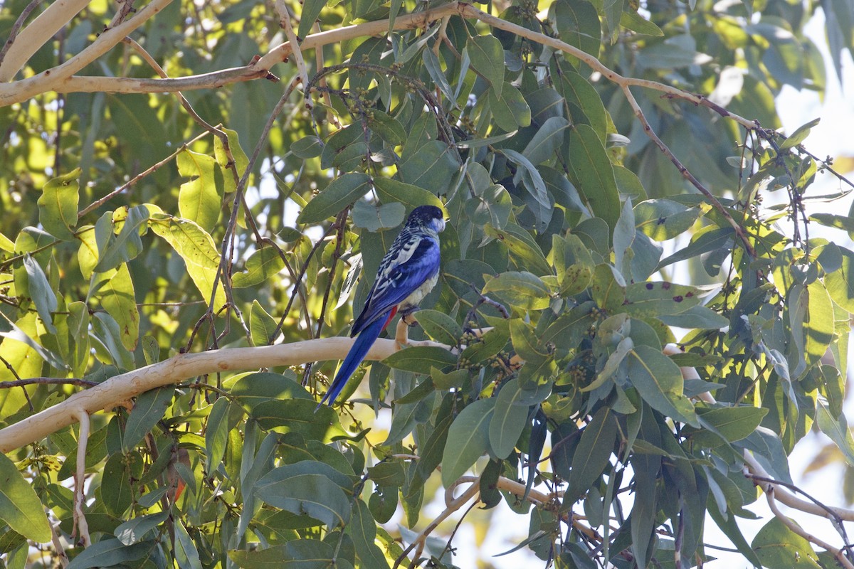 Northern Rosella - ML638352921