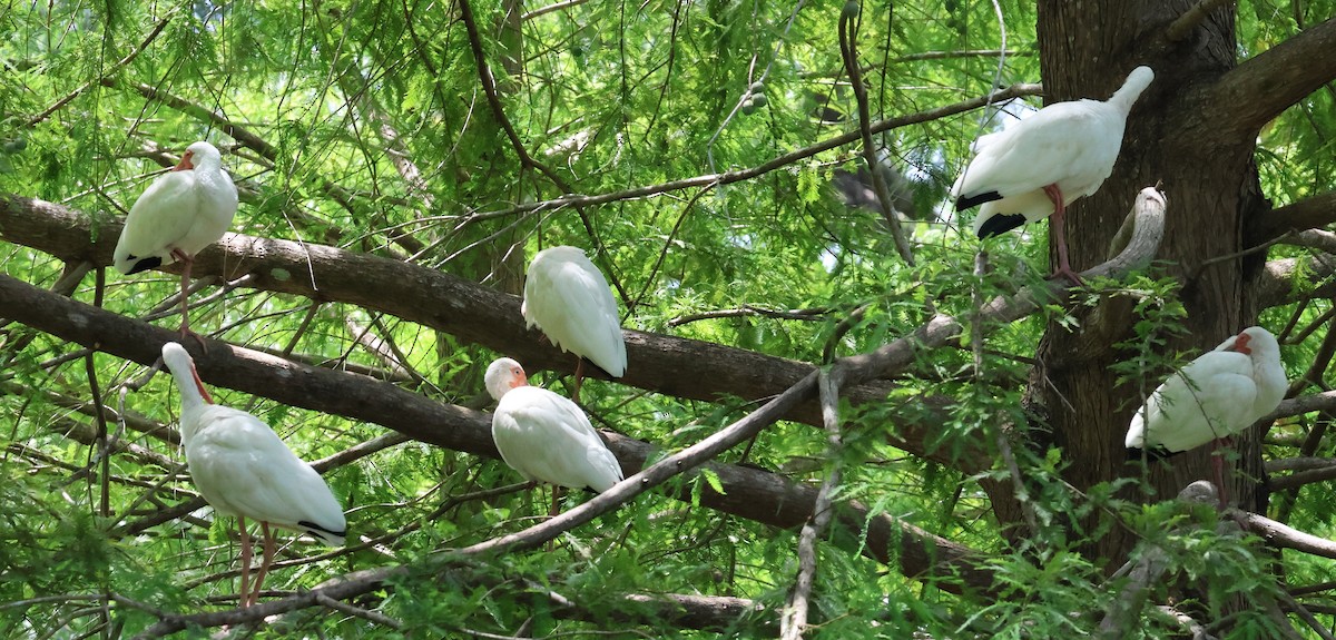 White Ibis - ML638352936