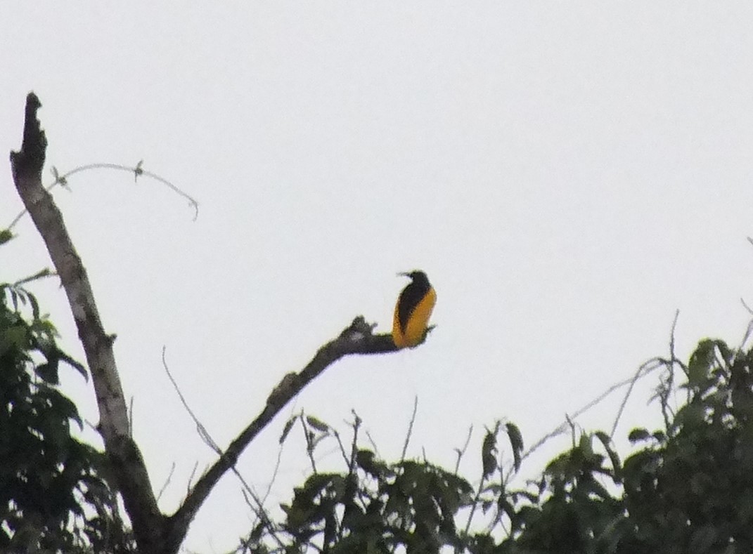 Twelve-wired Bird-of-Paradise - ML638352939