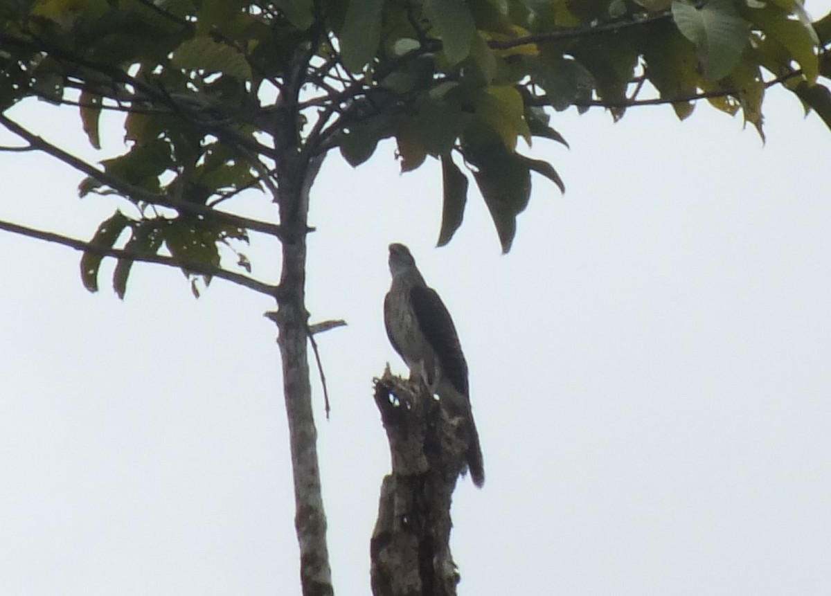 Doria's Hawk - ML638352953