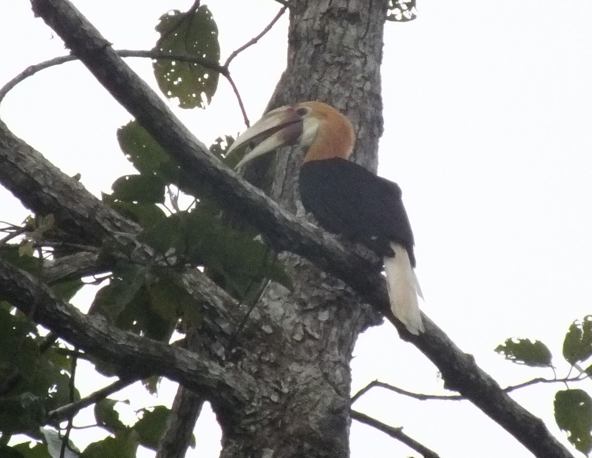 Blyth's Hornbill - ML638352958