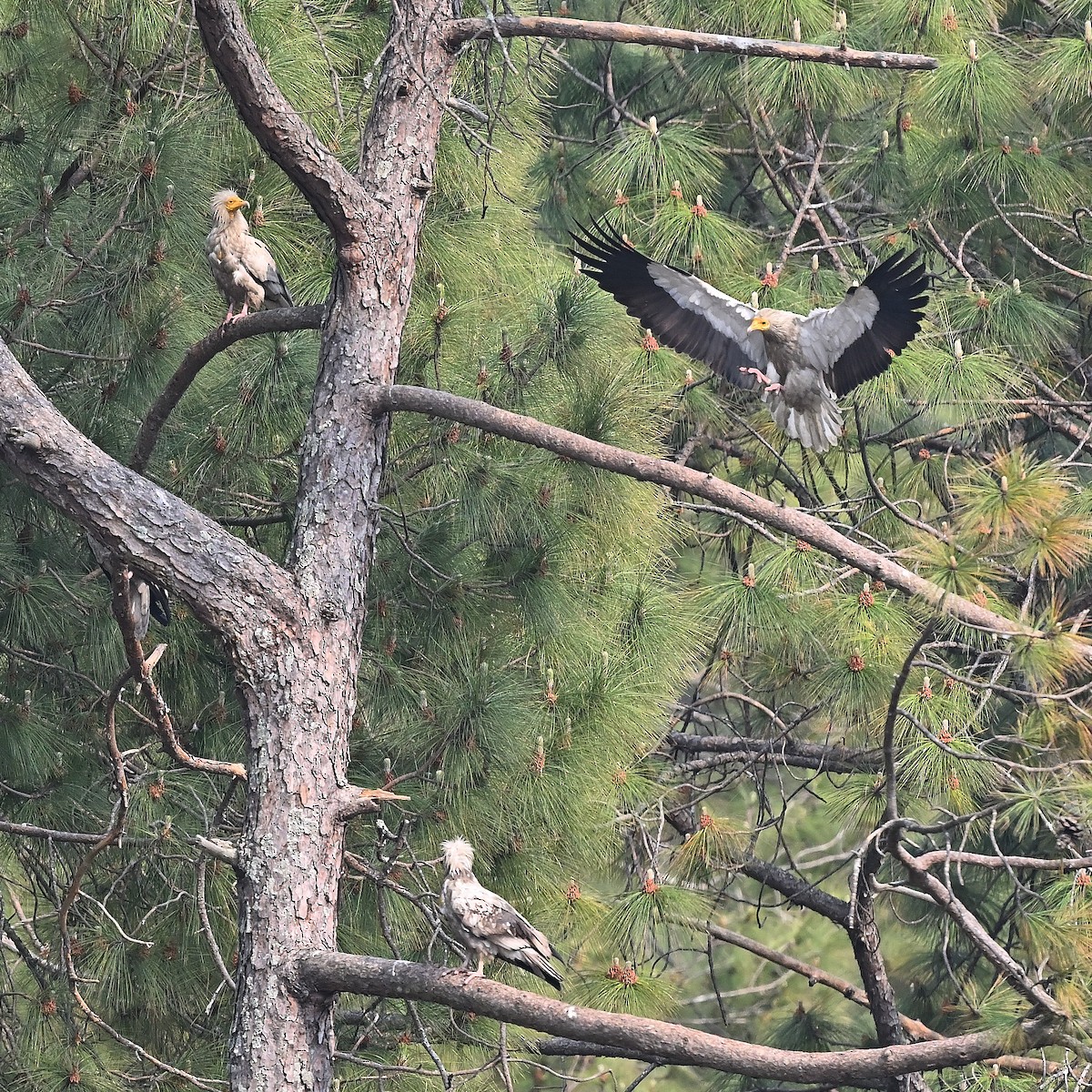 Egyptian Vulture - ML638352963