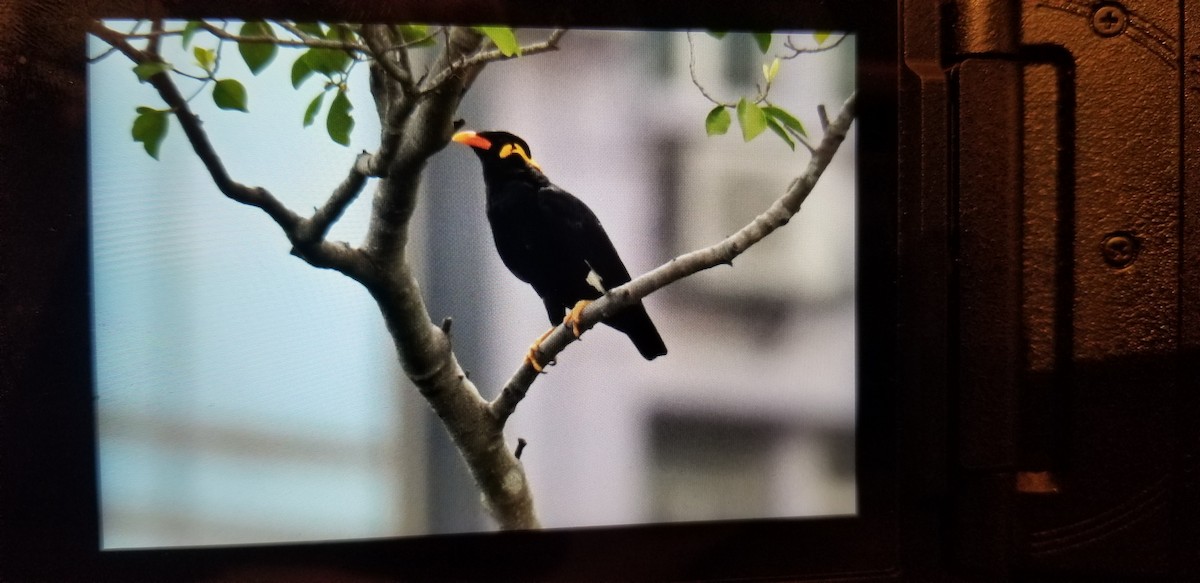 Common Hill Myna - ML638352964