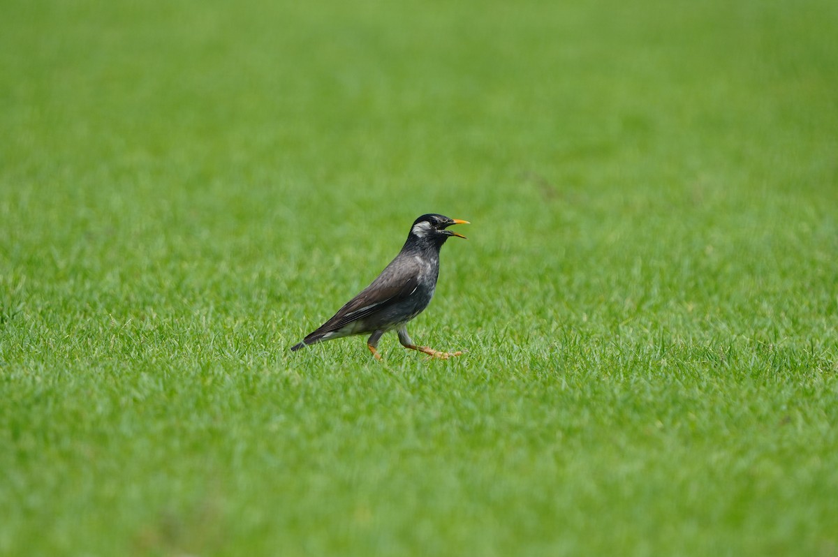 Weißwangenstar - ML638352969