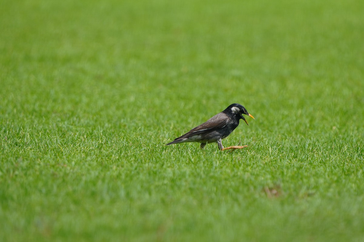 Weißwangenstar - ML638352970