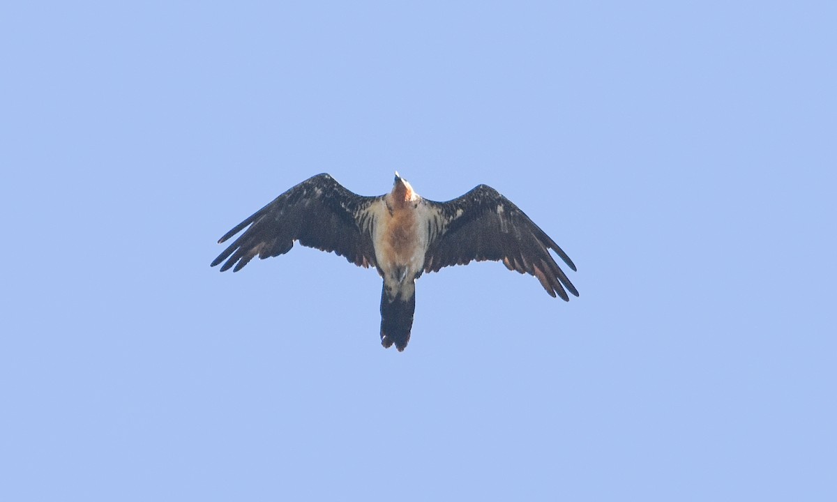 Gypaète barbu - ML638352980
