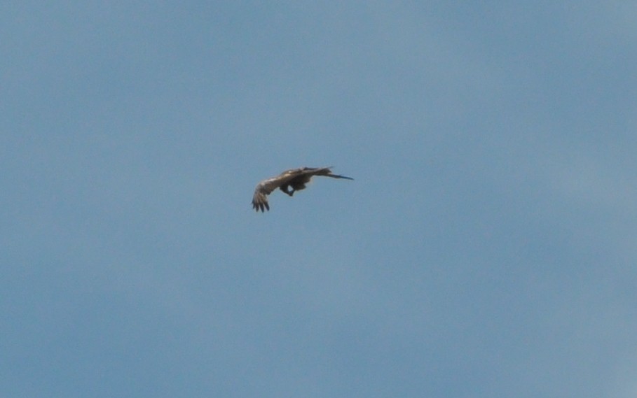 Black Kite - ML638352982