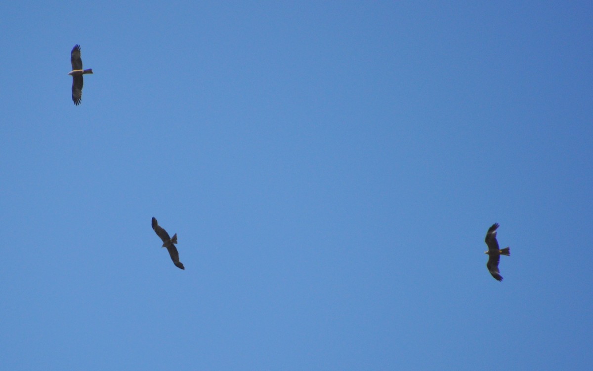 Black Kite - ML638352984