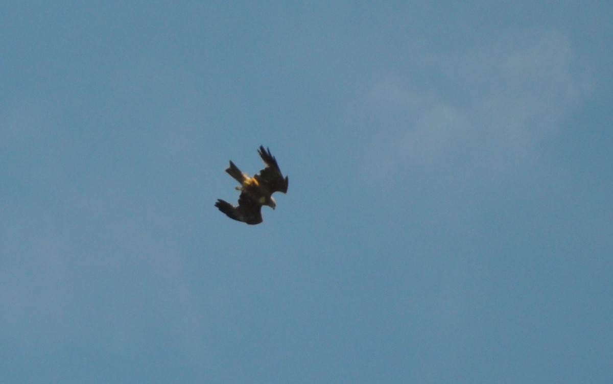 Black Kite - ML638352985