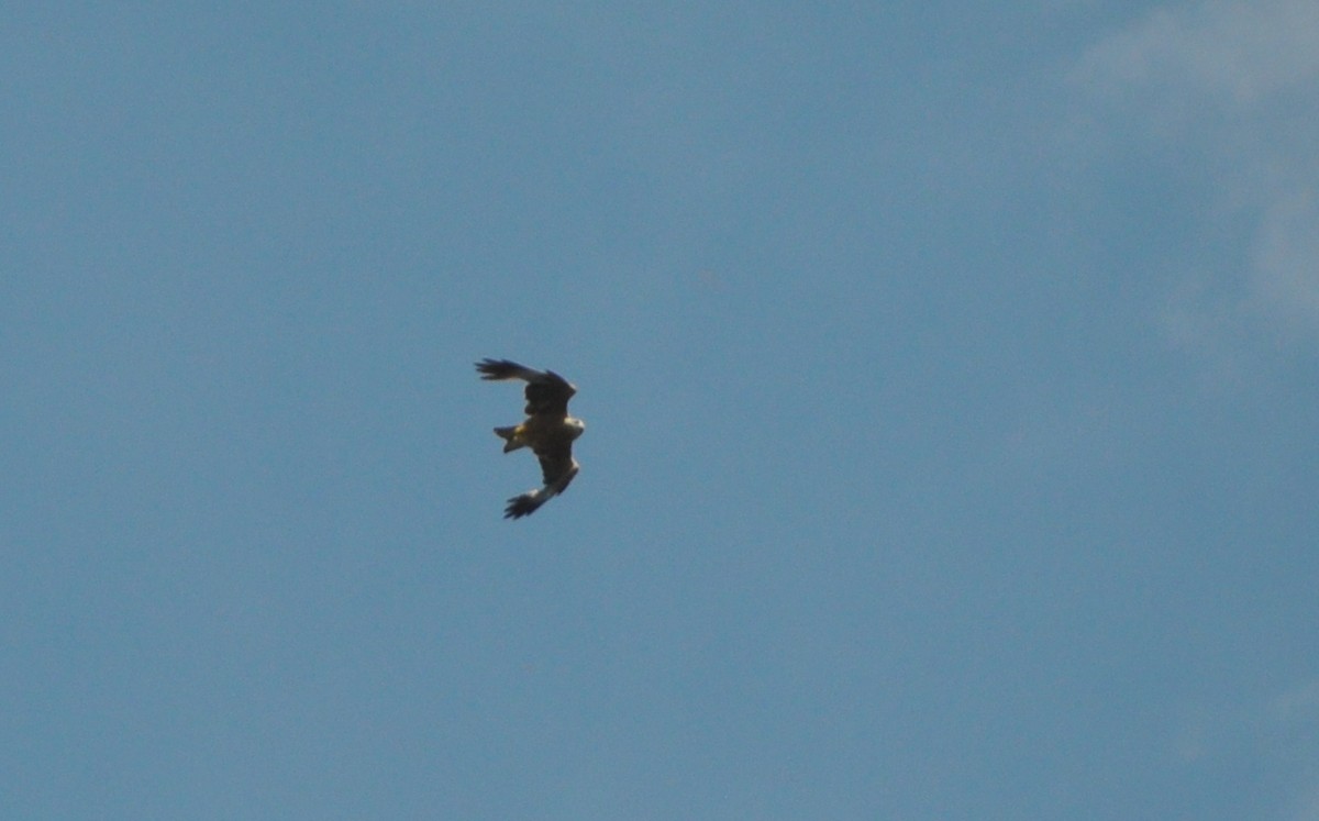 Black Kite - ML638352987