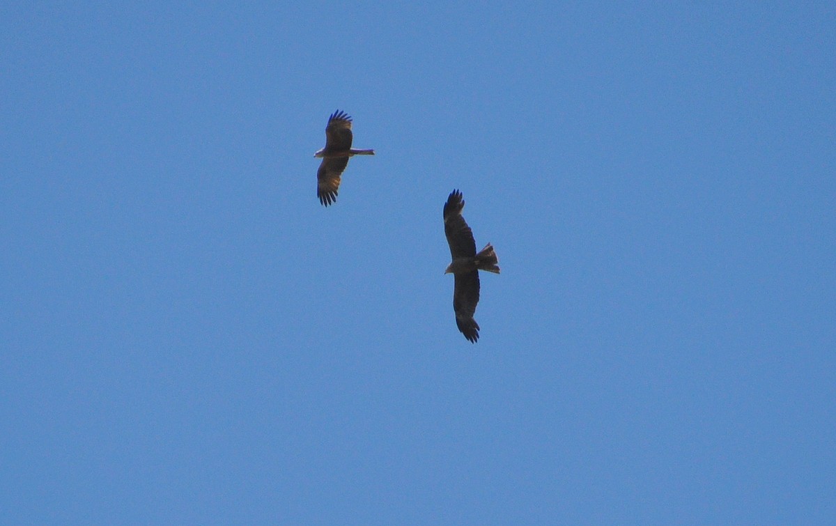 Black Kite - ML638352988