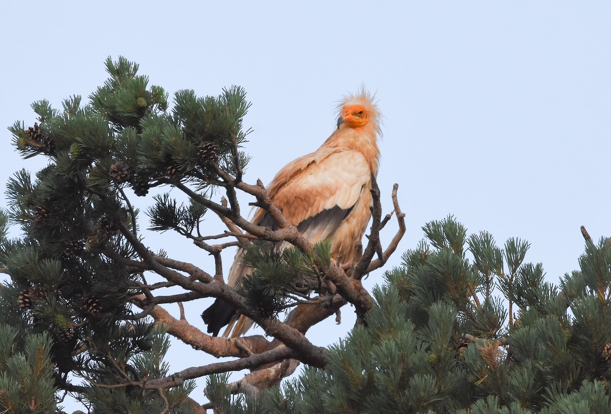 Egyptian Vulture - ML638352990