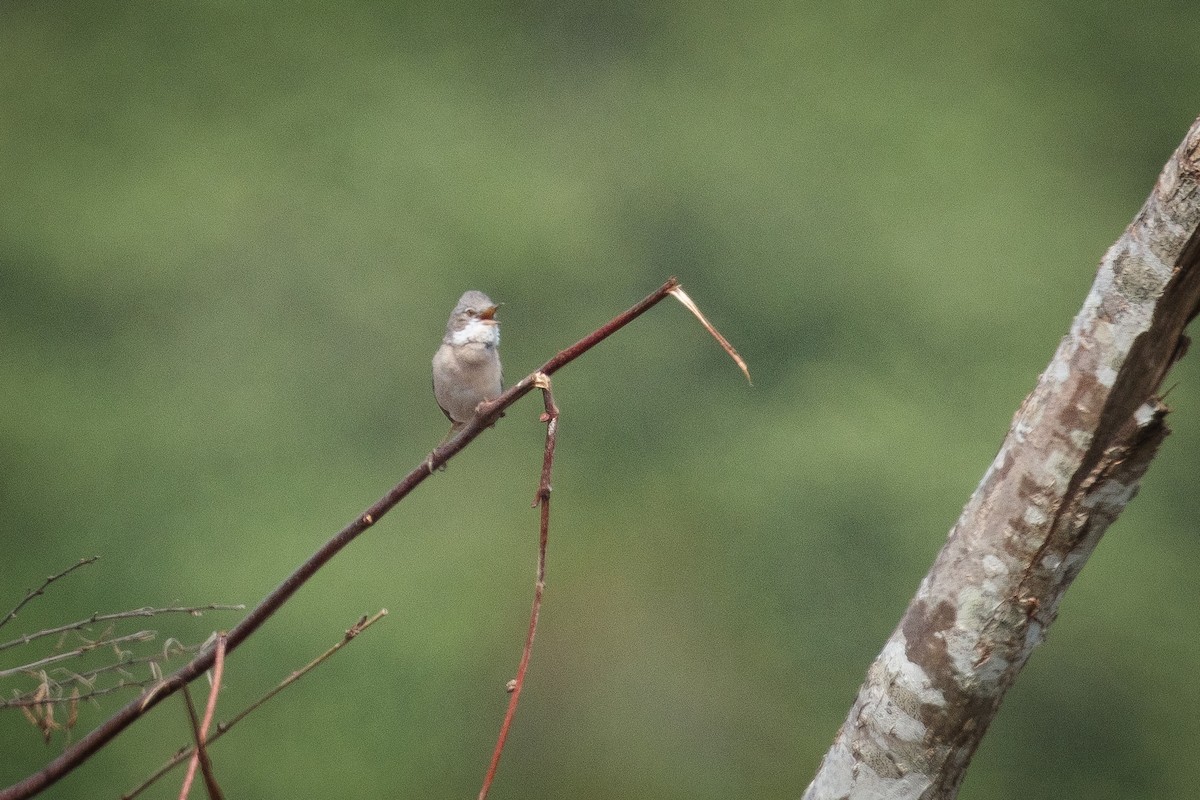 Greater Whitethroat - ML638352992