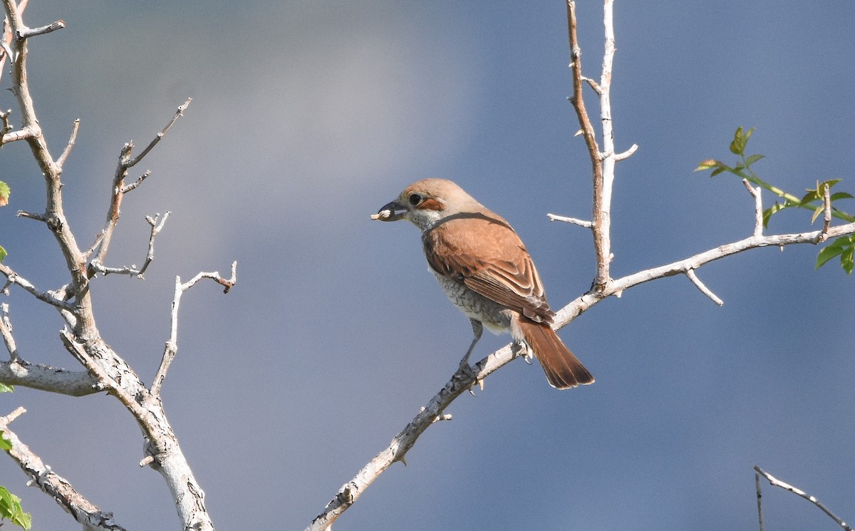 Pie-grièche écorcheur - ML638352993
