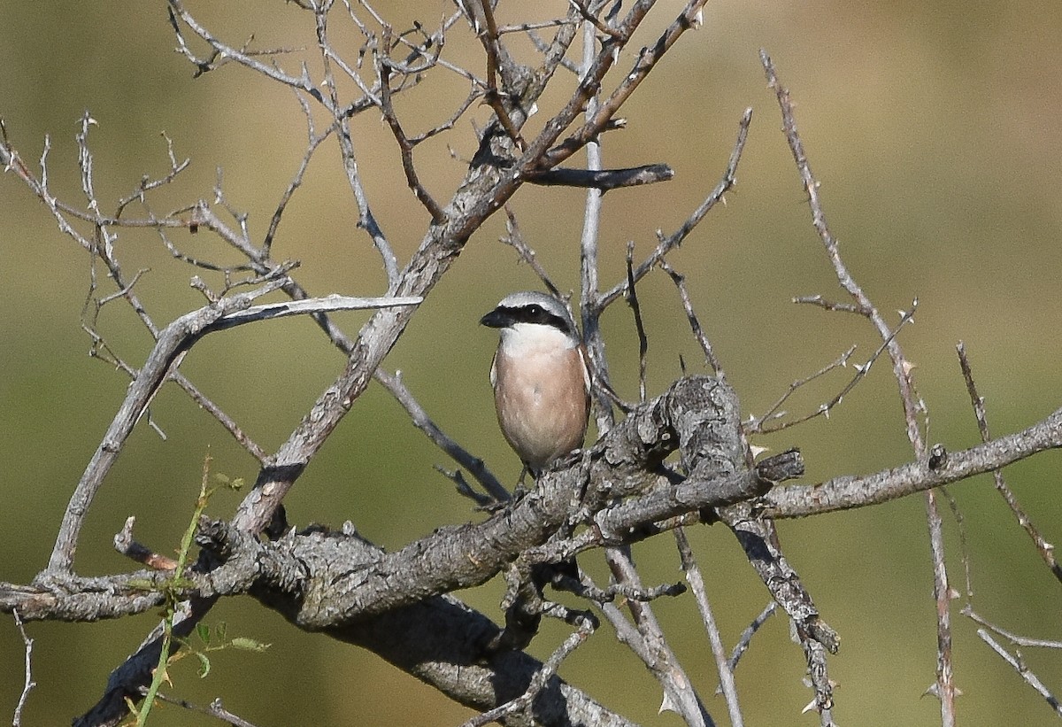 Pie-grièche écorcheur - ML638352994
