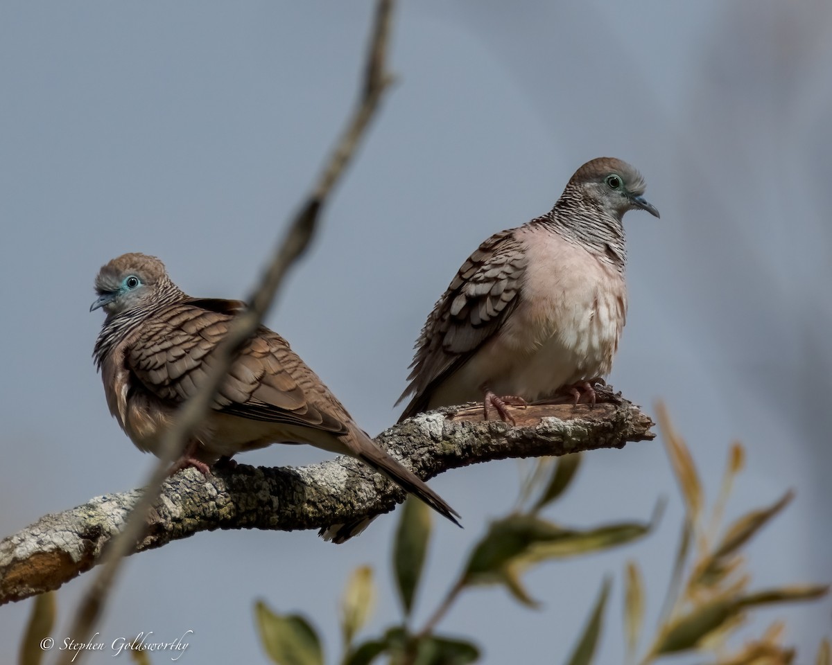 Peaceful Dove - ML638353008