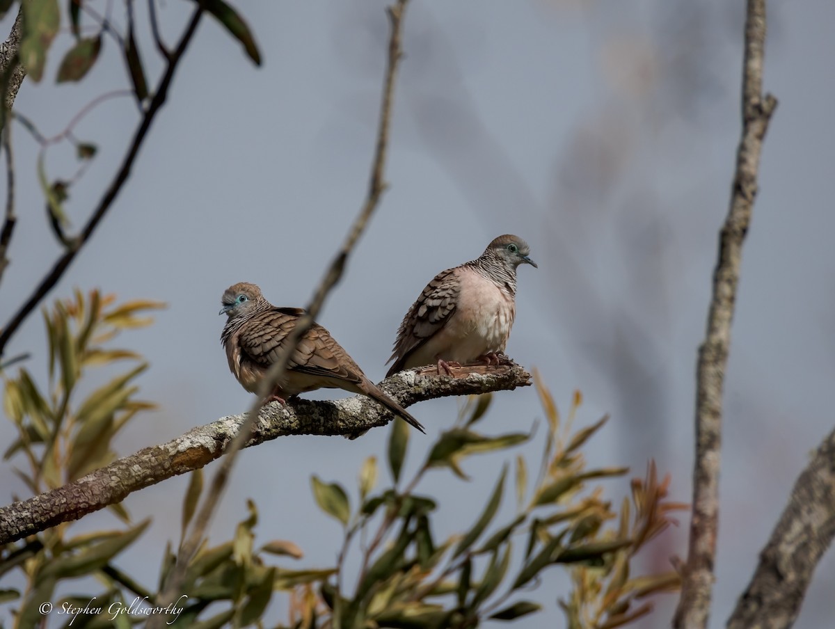 Peaceful Dove - ML638353009