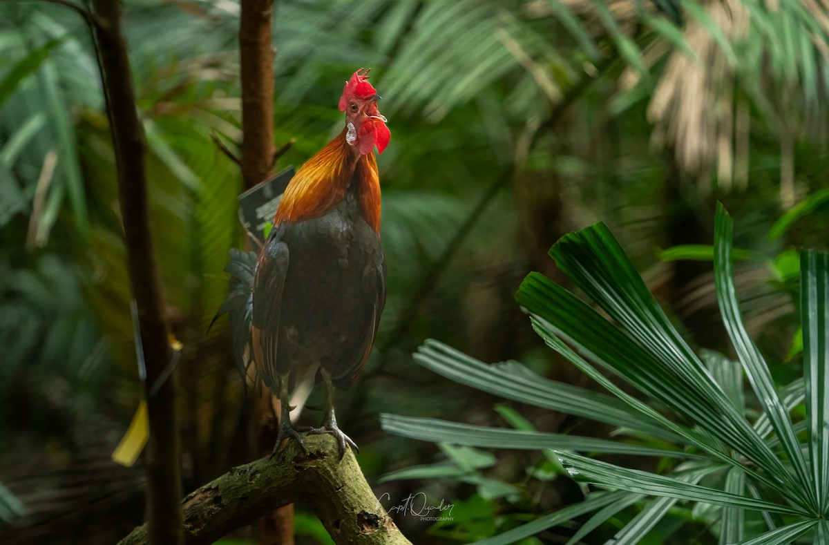 Coq bankiva - ML638353017