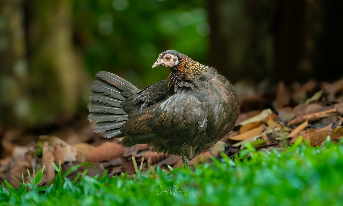 Coq bankiva - ML638353025