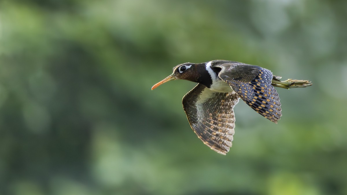 riksesnipe - ML638353032