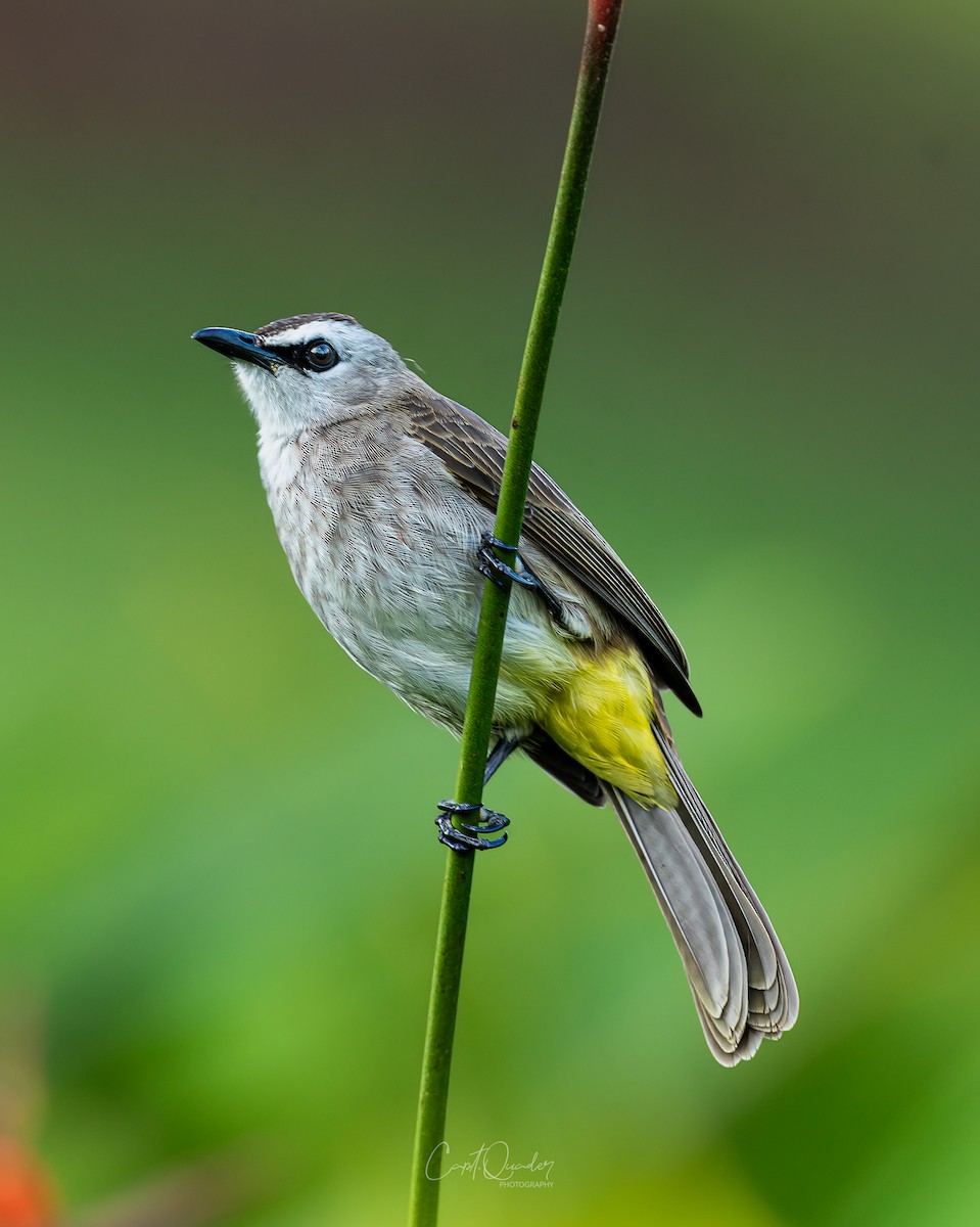 Bulbul goiavier - ML638353048