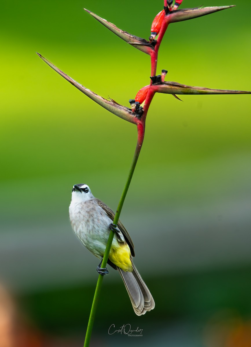 Bulbul goiavier - ML638353050