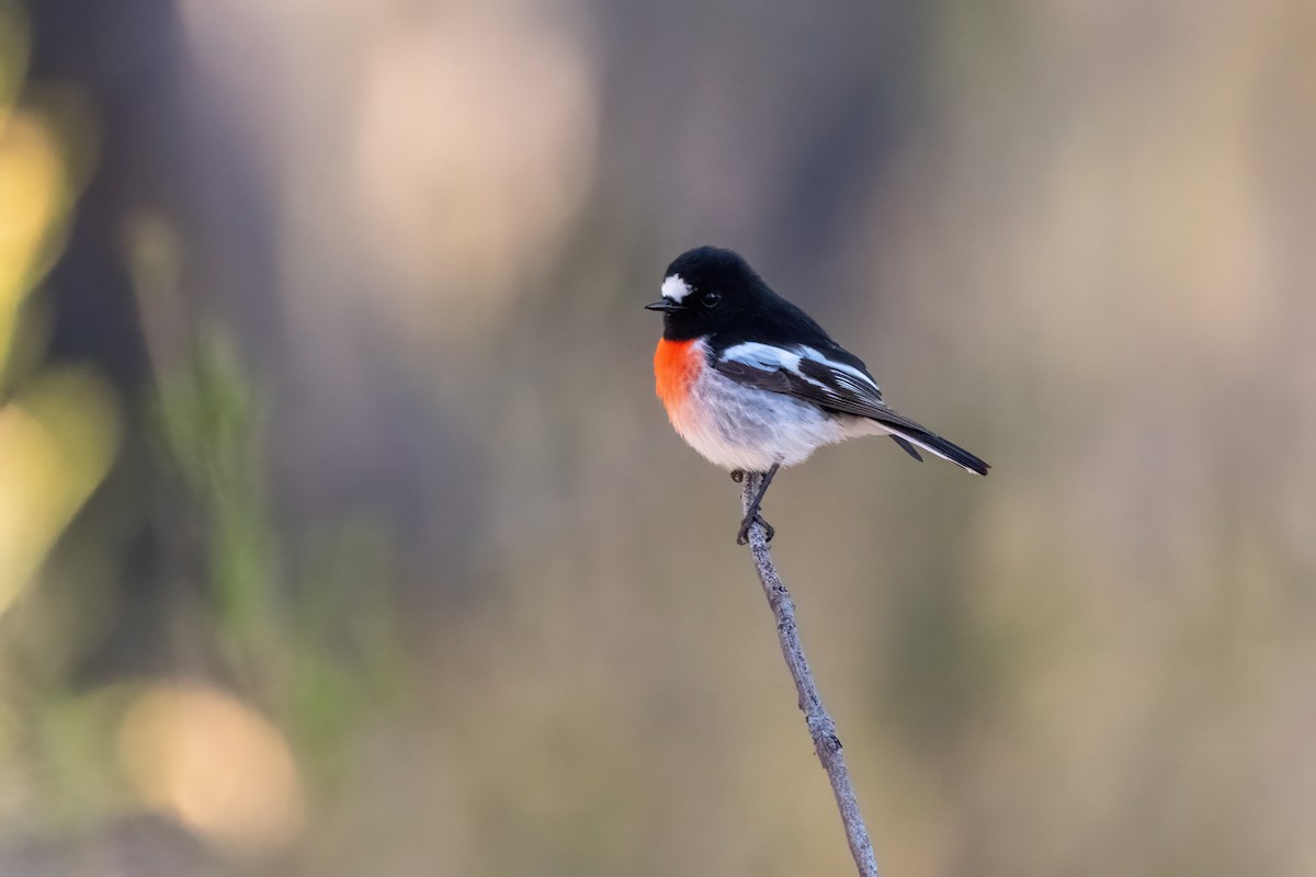 Scarlet Robin (Scarlet) - ML638353052