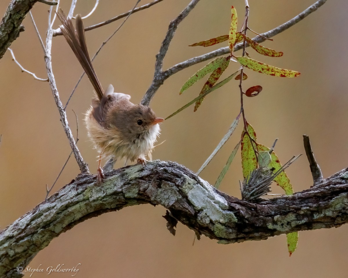 Red-backed Fairywren - ML638353055