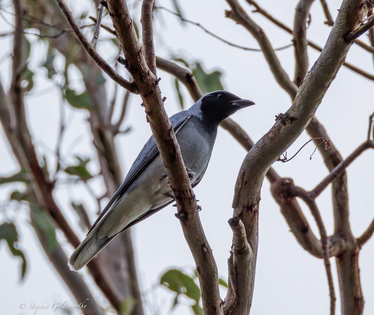 Black-faced Cuckooshrike - ML638353061