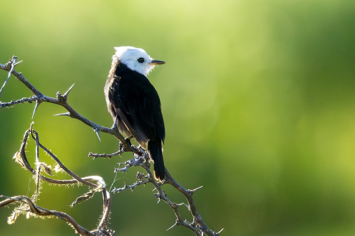 White-headed Marsh Tyrant - ML638353066