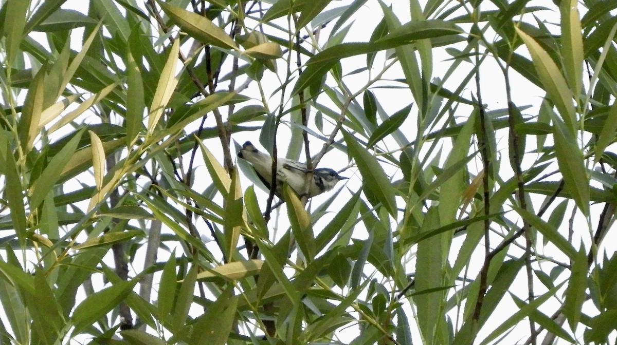 Cerulean Warbler - ML638353068