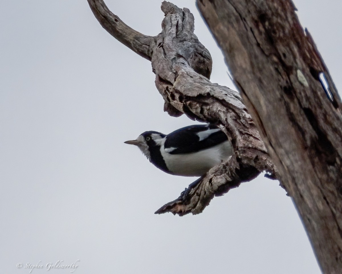 Magpie-lark - ML638353076