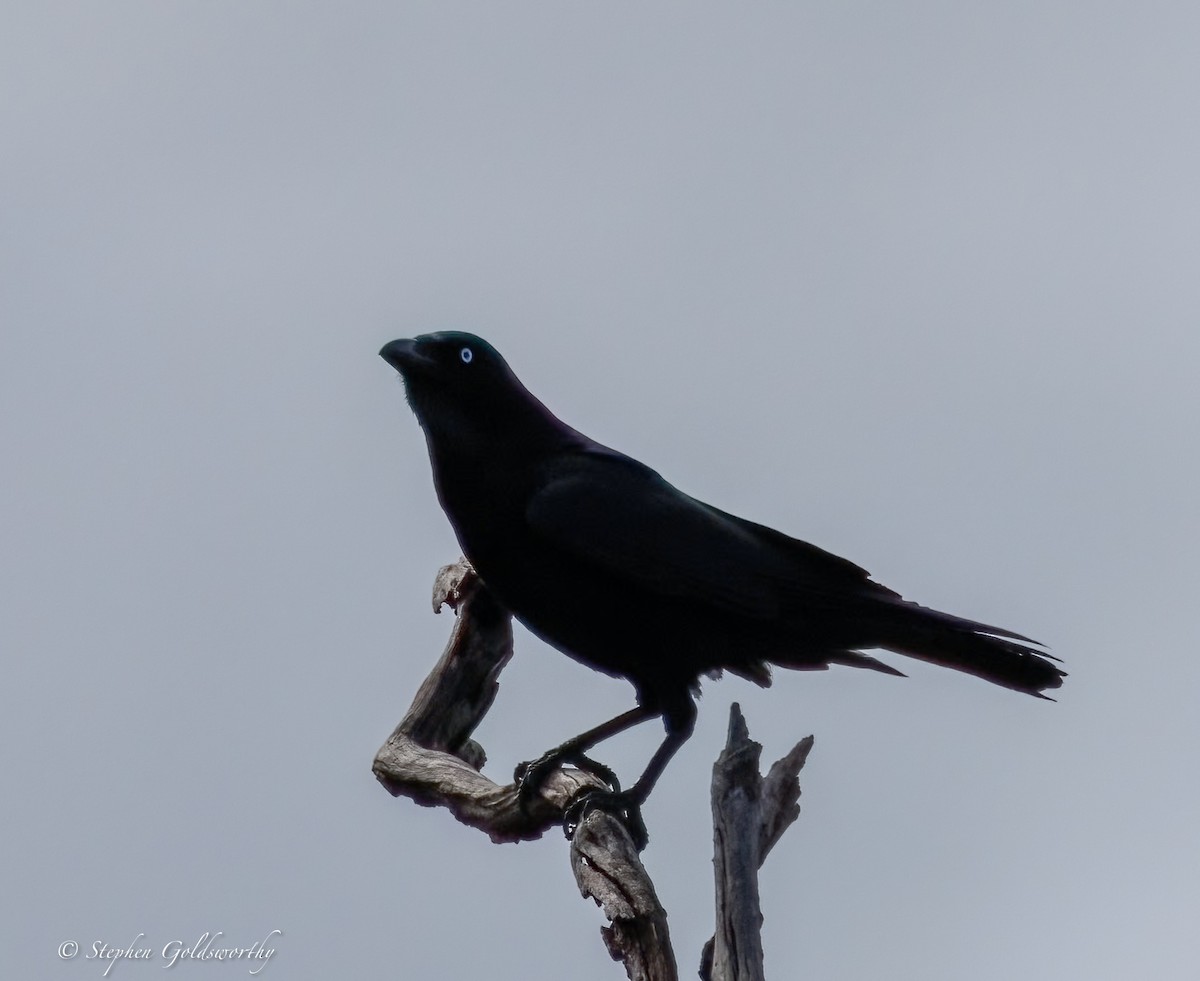 Torresian Crow - ML638353080