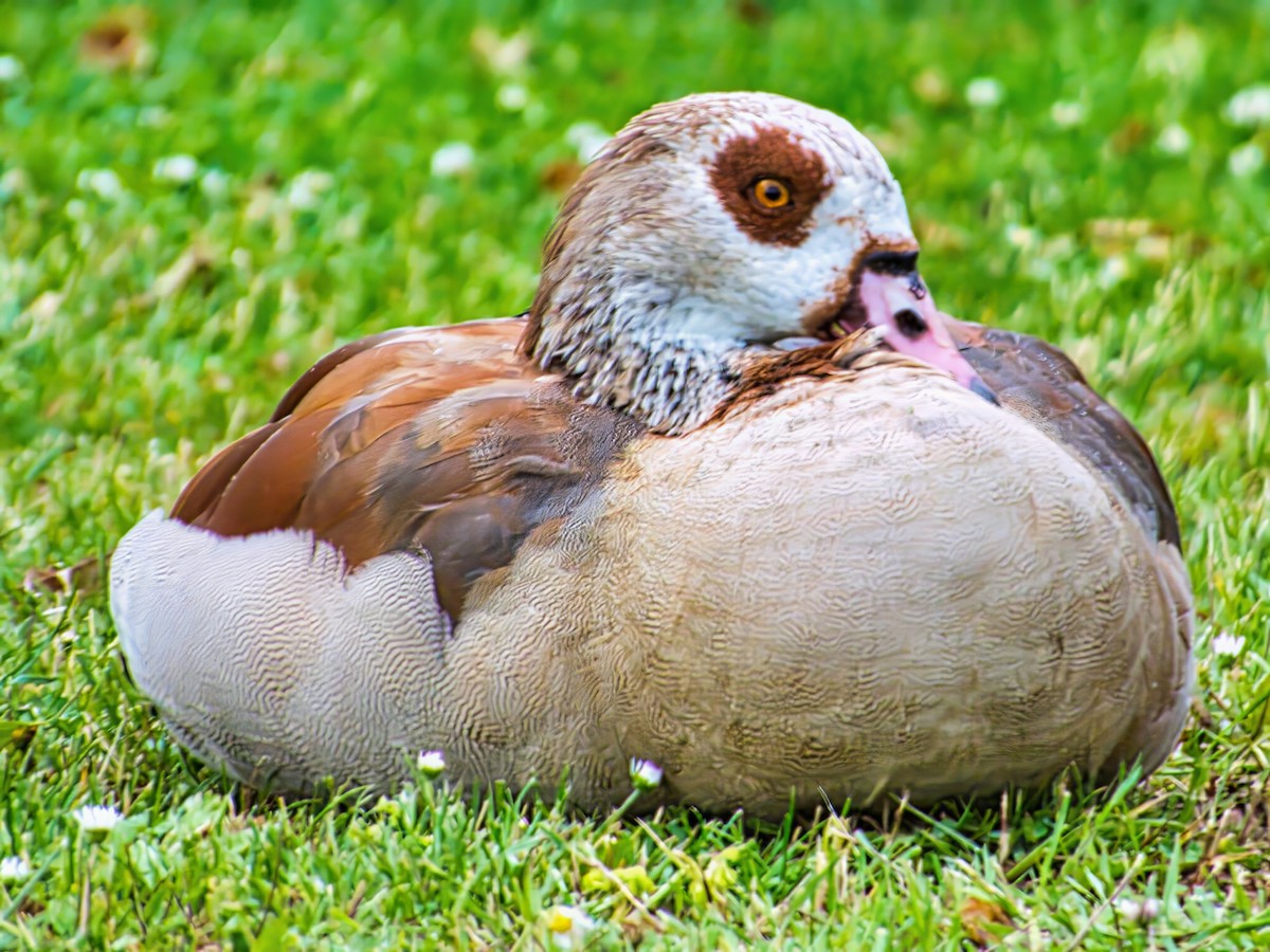 Egyptian Goose - ML638353084